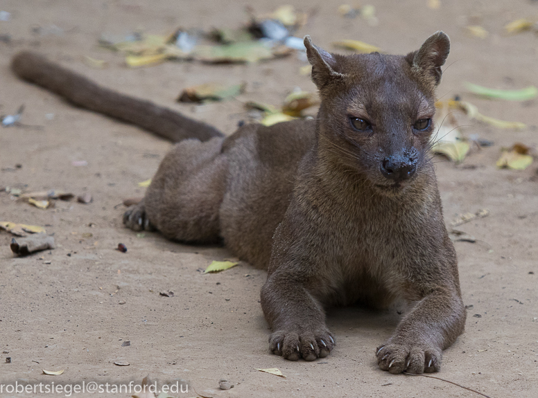 fossa